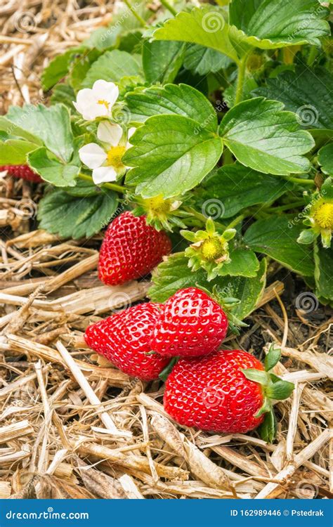 Strawberry Plant With Ripe Strawberries Growing On Straw In Organic