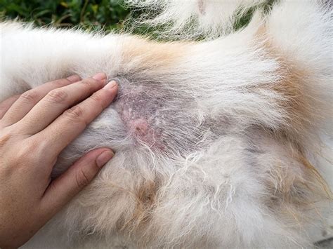 Symptoms of infection from flea. Flea Allergy - Treat Flea Bite Allergies in Cats and Dogs