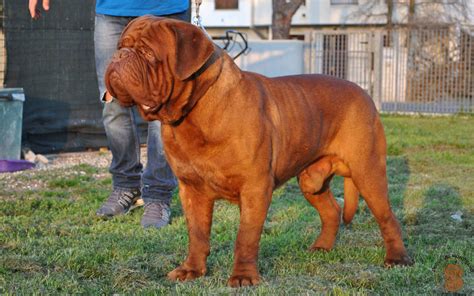 23 Strongest Dog Breeds Dog Bread