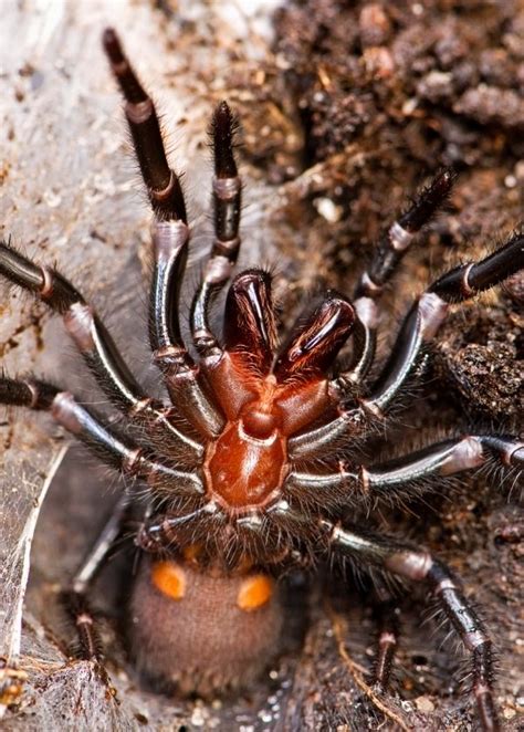 7 Of The Worlds Most Poisonous Spiders In 2023 Poisonous Spiders