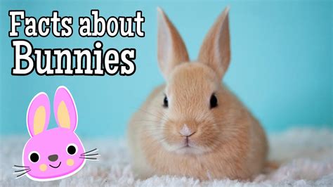 Facts About Bunnies For Kids Youtube