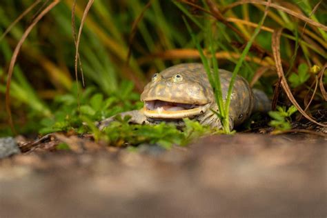 The 10 Cutest Frogs In The World A Z Animals