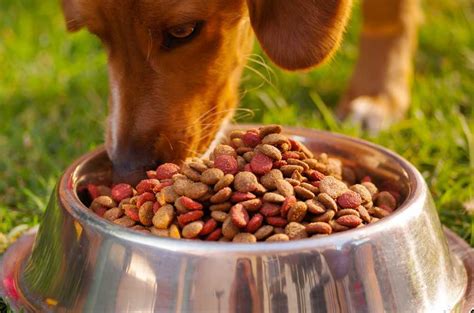 $ see all 9 available recipes; Best Dry Dog Food of 2018? Complete Reviews with Comparison