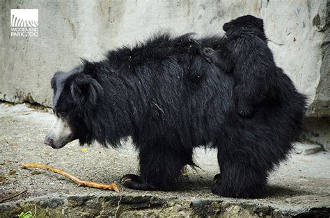 This underweight sloth bear cub is only 7 months old and underweight after being stolen from her mum by poachers. A special winter gift: sloth bear is born