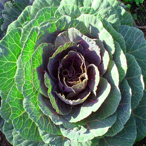 Flowering Kale Plant Free Stock Photo Public Domain Pictures