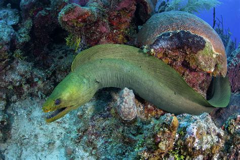 A Green Moray Eel Swims Over A Coral Photograph By Ethan Daniels