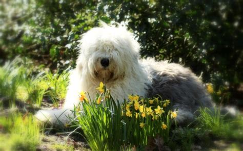 Old English Sheepdog Wallpaper 4 My Doggy Rocks