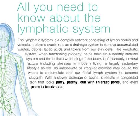 Lymphatic Lymphatic Lymphatic Massage Lymphatic System