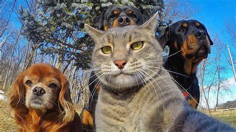 Las Selfies Más Divertidas Y Originales Tanto De Mascotas Como De