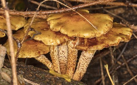 Fungus Season Naturally