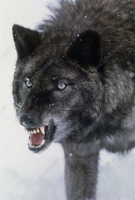 Grey Wolf Snarling Stock Image Z9320029 Science Photo Library
