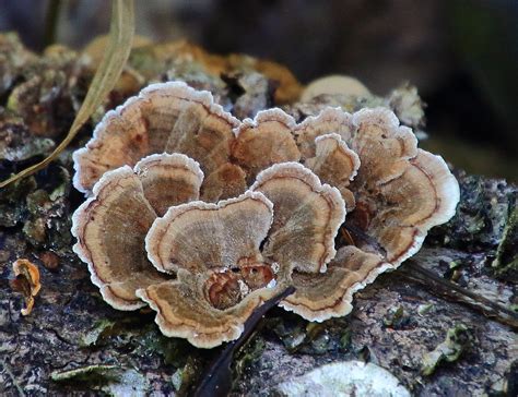 Trailside Fungus Lost Valley Northwest Arkansas Flickr