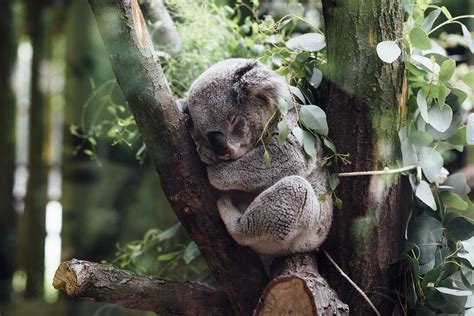 Koala Dove Vive E Cosa Mangia Greenstyle