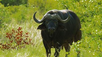 Bison Buffalo Wildlife Grass Desert African