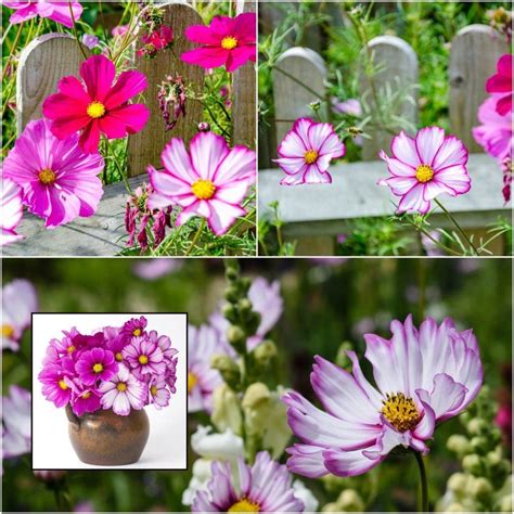 Buy Cosmos Sensation Candy Stripe Seeds Online Happy Valley Seeds