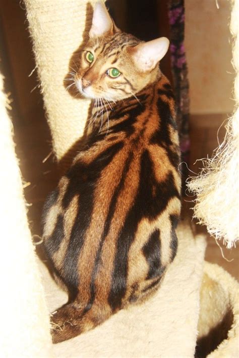 Find bengal in cats & kittens for rehoming | 🐱 find cats and kittens locally for sale or adoption in canada : Marbled bengal | Rare cats, Cat entertainment, Cats