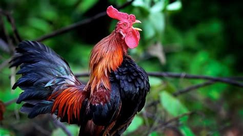 nabi melarang kita mencela ayam jantan  sebabnya ayam