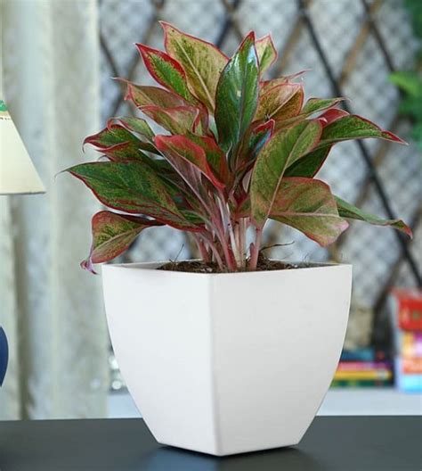 A relatively new variety to the houseplant world, this stunner shows off dark green leaves elegantly flushed with bright red or pink. 29 Most Beautiful Houseplants You Never Knew About ...