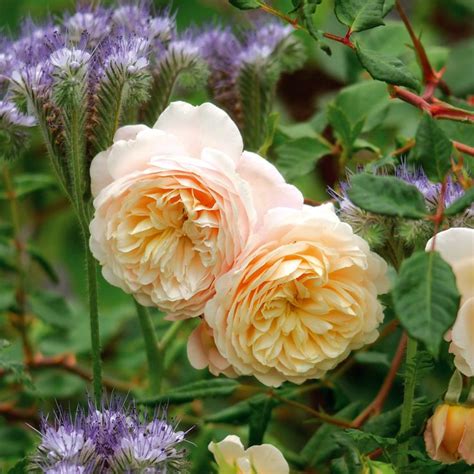 Crocus Rose Repeat Flowering Popular Searches David Austin Roses