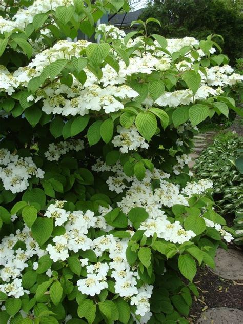 17 Best Images About Deciduous Shrubs On Pinterest White Flowers