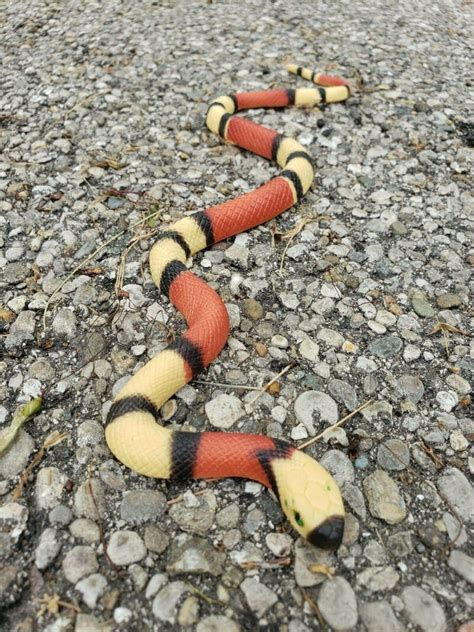 5 Foot Fake Toy Rubber Snake Fast Same Day Shipping