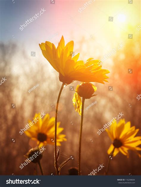 Flowers At Sunrise Stock Photo 116298694 Shutterstock