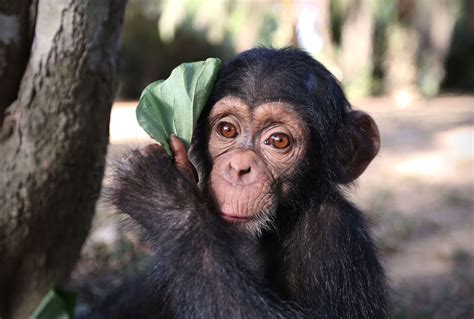 Baby Chimp Rescue Is Just As Adorable As You Expect And Surprisingly