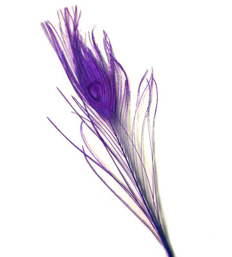 Download Purple Peacock Feathers