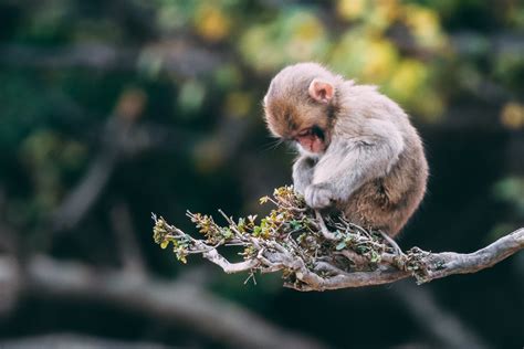 Close Up Photo Of Monkey On Tree Branch · Free Stock Photo