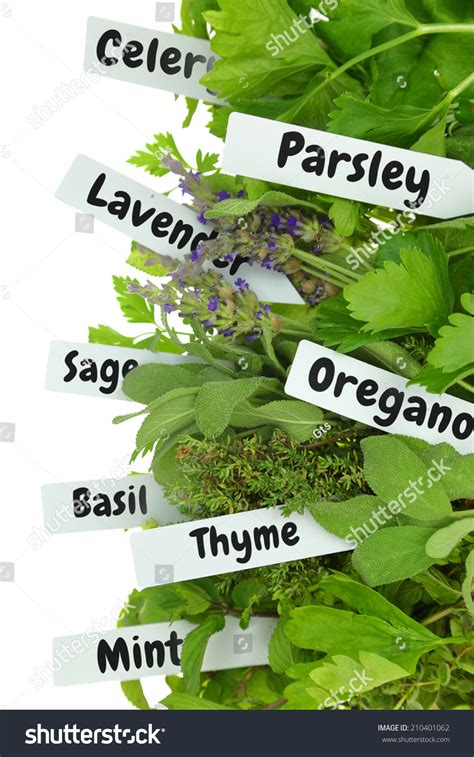 Herbs With Names