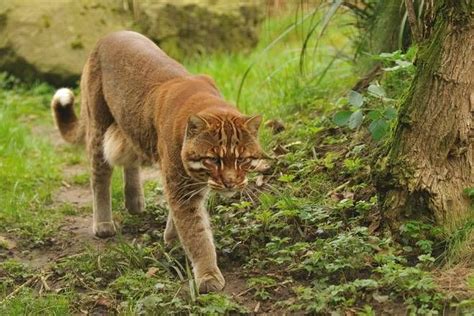 Another major threat is the illegal wildlife trade, as well as hunting by tribal people for meat and skin to use in tribal rituals. asian golden cat - Google Search (Catopuma temminckii ...