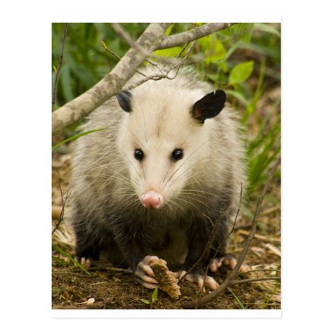 Possums Are Pretty Opossum Didelphimorphia Postcard Zazzle