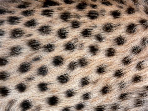 Cheetah Spots Free Stock Photo Public Domain Pictures