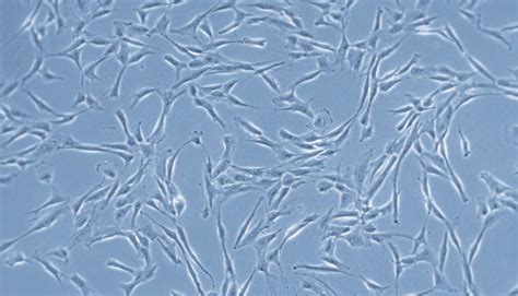 Mesenchymal Stem Cell Growth Medium 2 Promocell