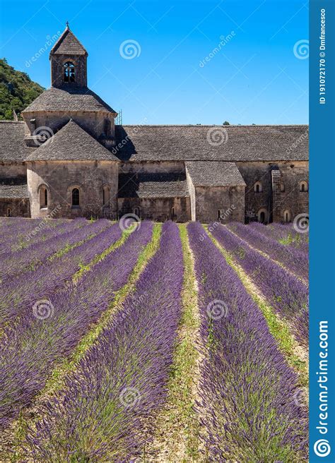 Abbey Notre Dame De SÃ©nanque Countries Lavender Fields And Sunflowers