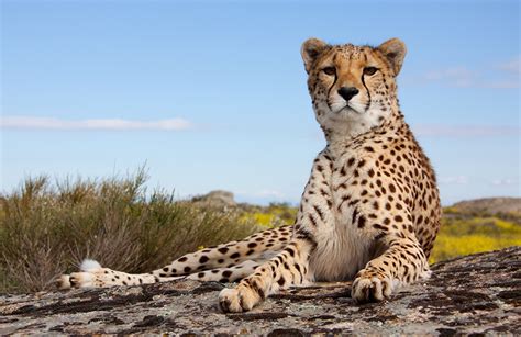 Wallpaper Cheetahs Paws Staring Animals