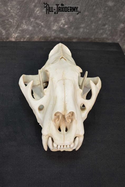 Reproduction Bengal Tiger Skull Set Sku 1674 All Taxidermy