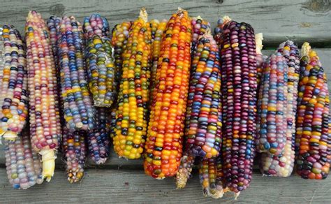 Glass Gem Cherokee Indian Corn 20 Seed Pack The Most Beautiful Corn In