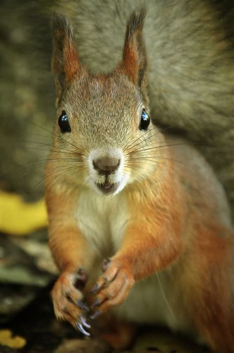 Pin By Rose Karosi On Squirrels Animals Beautiful Cute