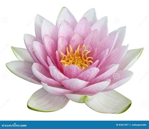 Lotus Flower Stock Image Image Of Close Natural Bloom 8341397