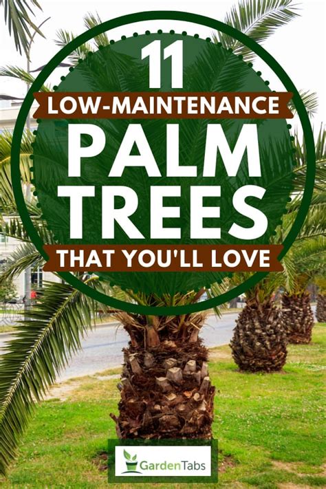 11 Low Maintenance Palm Trees That Youll Love