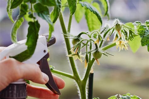 12 Indoor Gardening Tips For The Best Success Bob Vila