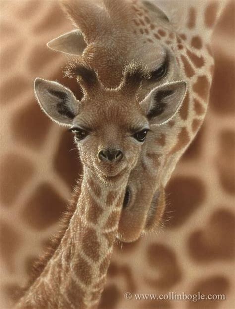 Newborn Baby Giraffe Giraffe Pictures Baby Giraffe Animal Hugs