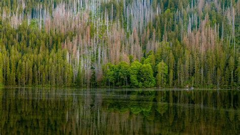 Beautiful Green Trees Reflection In Body Of Water Hd Nature Wallpapers