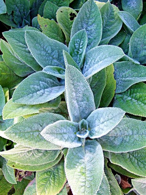 Lambs Ear Has Gorgeous Silvery Foliage That Works Well With Many Other