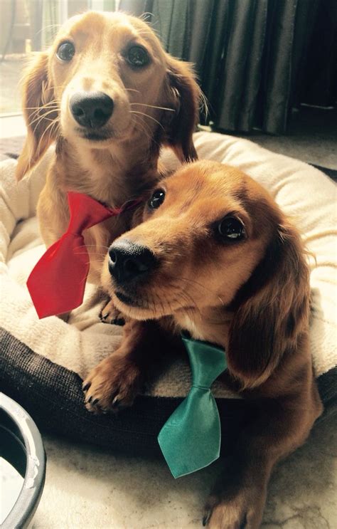 Milo And Brodie The Miniature Long Hair Dachshunds Long Haired
