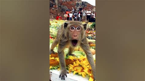Best Thanksgiving Monkeys Clicksmonkeys World Youtube