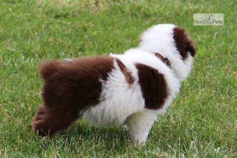 Brown Collar Miniature Australian Shepherd Puppy For Sale