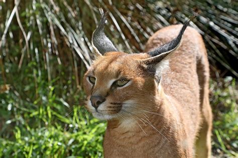 Caracal Facts Five Interesting Facts About The Caracal