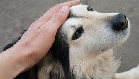 7 ways to calm down a dog. 10 Tips On How to Calm Down a Dog - Top Dog Tips